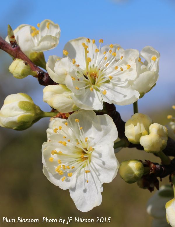 Plum blossom