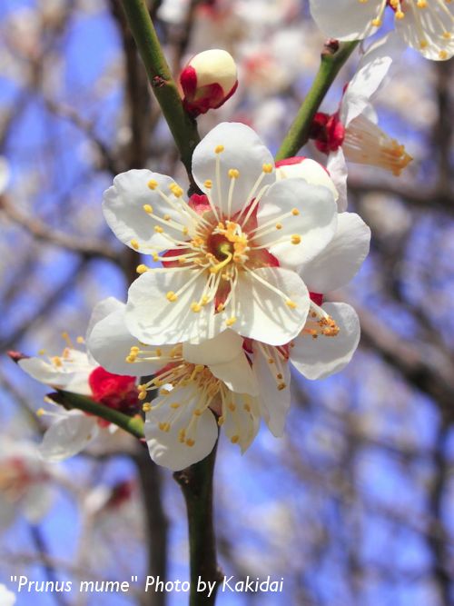 Prunus mume, Chinese plum