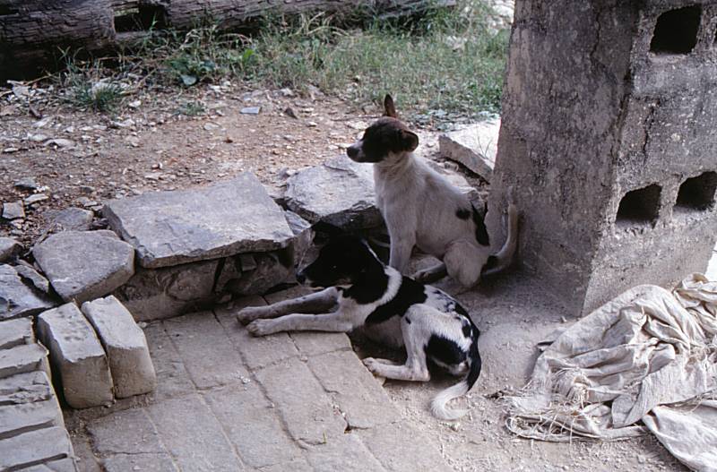 Sanbao ceramics center dogs